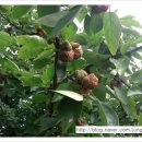 이명자농장 이미지