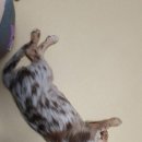 행복드림 동물병원 이미지