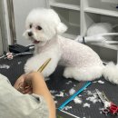 (주)스파크펫 | 달성군애견미용학원 국비지원 제대로 알자