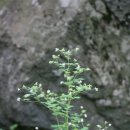 【그늘꿩의다리(미나리아재비과) halictrum osmorhizoides Nakai】「음지에서 잘 자란다 하여 '음지꿩의다리'」 이미지