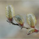 버들강아지 이미지