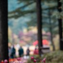 아침꽃향기 | 가평 | 아침고요수목원 봄꽃페스타 방문후기 - 꽃향기 가득한 산책