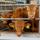 나라축산 이미지