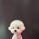 시루 반려견 미용 이미지