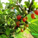 법흥1리 이미지