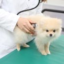 국립축산과학원 동물병원 이미지