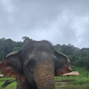 코끼리 환경 | [동남아/태국/치앙마이] 치앙마이 코끼리 생츄어리(보호소) 투어 후기