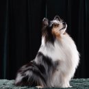 솔리뉴(Solynue) | [솔리뉴&amp;휴즈마인]여주 중대형견 애견호텔 애견미용