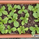 칠보농장 이미지