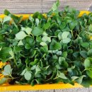 한농종묘사 이미지