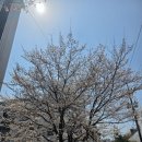 이비가짬뽕춘천홈플러스점 | 4월 일상(맛집 소개)