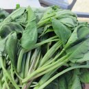 산채으뜸마을 이미지