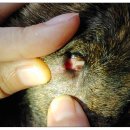 방학동물외과센터 이미지