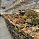 예삐마트 | [용인 화훼] 예삐플라워 / 용인 남사하훼단지 / 용인 분갈이