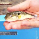 통영참복 이미지