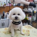 폼나개이뿌개 이미지