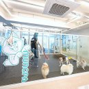 예지유치원 | 반려견의 행복한 하루, 강남애견호텔에서 만나는 멍파 이야기