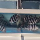 소답동108 이미지