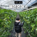 우형농장 | 용인딸기체험농장 동물농장 헤븐온어스 아이랑 체험후기