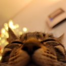 삼양 동물병원 이미지