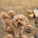 현애견미용실 | 광명 애견미용실 표나개반려애견미용실 후기 | 4년째 다니는 이유
