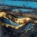 황금장어 이미지