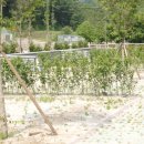 백야자연휴양림 오토캠핑장 이미지