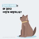 풍동동물병원 이미지