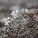 ◆(사진)노루귀 & ◆청계산 변산바람꽃 이미지