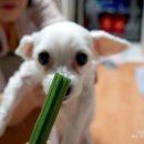 펫북(Pet Book) 이미지