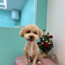 멍블리즈 이미지