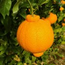 승환농장 이미지