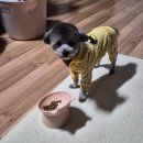 효성유치원 | 두정동 강아지미용실 " 코코그루밍 " 쪼꼬미 첫베넷미용 후기