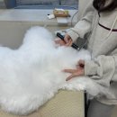 김포에이스애견미용학원