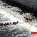 우포따오기 사진전 이미지