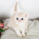 고양이샵 이미지