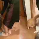 우다다냥이 이미지