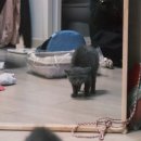 대전 고양이분양 퍼스트캣 대전점 이미지