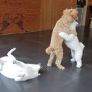 애견카페 펍 곰곰 이미지