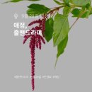 꽃;애정