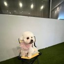 비비펫 살롱 이미지
