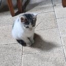 내친구고양이 이미지