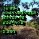 나무그늘 Daum카페