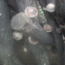 털보농장 이미지