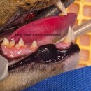 더블리스동물의료센터 이미지