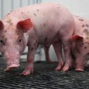 신장축산 이미지