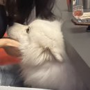 소소식당 이미지