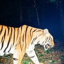 태국 kuiburi 국공에서 호랑이-표범&승냥이 관계 이미지