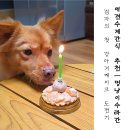 수라간 | 강아지 케이크로 챙겨본 감자의 특별한 보상식 멍냥이수라간 후기