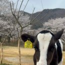 수정목장 네이버블로그